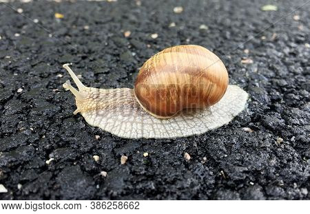 Small Garden Snail In Shell Crawling On Wet Road, Slug Hurry Home. Snail Slug Consist Of Edible Tast