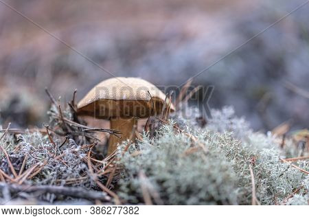 Small Mushrooms, Edible Brown Mushrooms In Lichen, Deer Moss. High Quality Photo