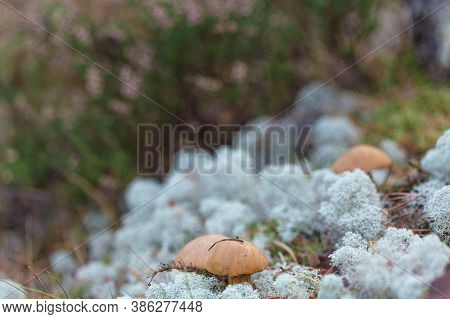 Small Mushrooms, Edible Brown Mushrooms In Lichen, Deer Moss. High Quality Photo