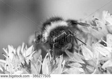 Black And White Image Of A Bumblebee On Sedum Telephium 'matrona'