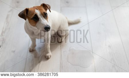 Guilty Dog Jack Russell Terrier Pissed Puddle On The Wooden Floor