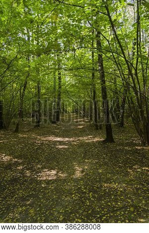 Sunlight Spots On The Footpath In The Landscape Reserve Teply Stan. Sunny Day In September. Moscow, 