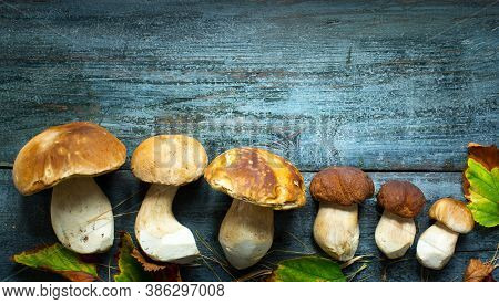 Art Mushrooms Cep In Autumn Season; Pocini On Wooden Background