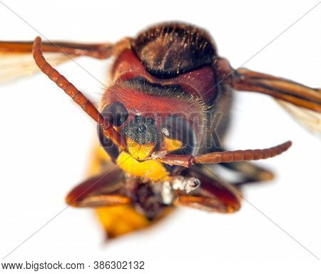 Detail Of European Hornet In Latin Vespa Crabro Isolated On White Background