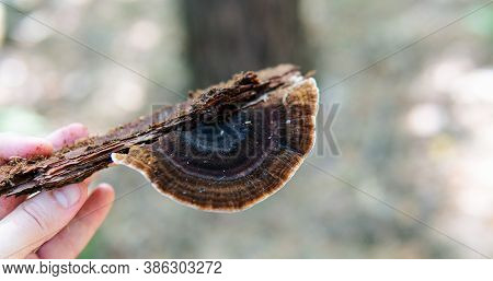 .parasitic Fungi Of The Polypore Family, Scientific Experiments On The Fungal Family Polyporaceae