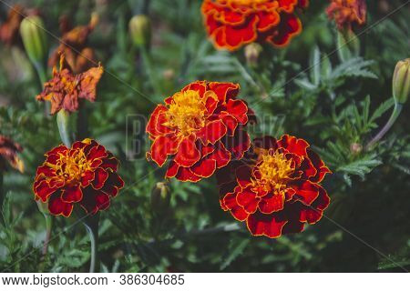 Close Up Picture Of Marigold Flowers In The Garden. Bright Orange Herbs On Green Background, As Wall