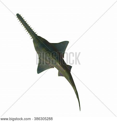 Onchopristis Sawfish Overview 3d Illustration - This Predatory Shark Onchopristis Sawfish Lived In T