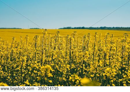 Flowers Of Oil In Rapeseed Field. Summer Nature Landscape With Yellow Flowers Of Rapeseed And Blue S
