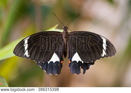Large Butterfly In Garden, The Citrus Orchard Swallowtail Lays Its Eggs On Citrus Trees