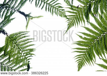 Tropical Fern Leaves On White Isolated Background For Green Foliage Backdrop And Copy Space