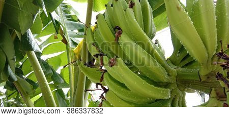 Tasty And Healthy Raw Banana Bunch