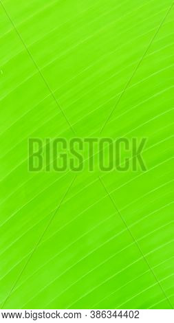 A Green Natural  Blur Background