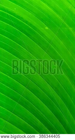 A Green Natural  Tripped  Background