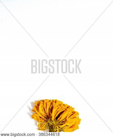 Marigold On White Copyspace Background