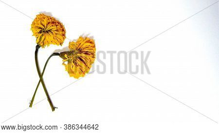 Marigold On White Copyspace Background