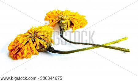Marigold On White Copyspace Background