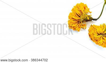 Marigold On White Copyspace Background