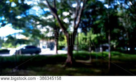 A Bokeh Scene Of Tree Natural With Shadow And Light.