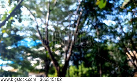 A Bokeh Scene Of Tree Natural With Shadow And Light.