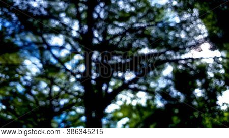 A Bokeh Scene Of Tree Natural With Shadow And Light.