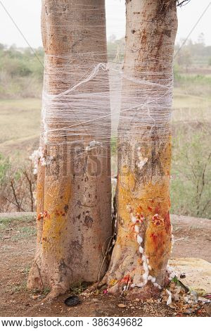 Indian Ritual Known As Vat Pornima Is Tying A Ceremonial Thread Around A Banyan Tree, Indore, India.