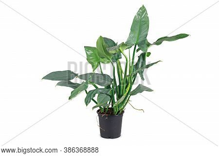 Large Tropical Houseplant With Correct Botanic Name 'philodedndron Hastatum Silver Sword' Isolated O