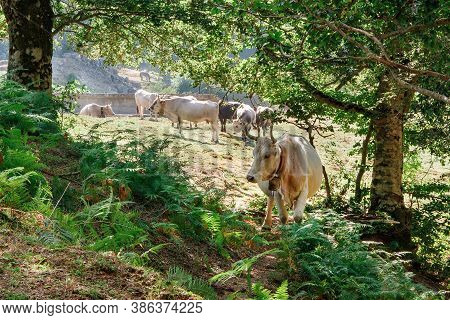 Podolic Cows On The Pasture On A Sunrise In Campania Region In Italy