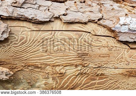 Close Up Imprint Of Bark Beetle Under Piece Of Bark. Tree Was Eaten By Bark Beetle