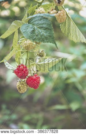 Close Up Picture Of Bush On Green Background With Red Raspberries, As Wallpaper. Copy Space For Text