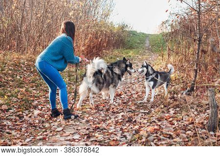 Two Big Dogs On A Walk Get To Know Each Other