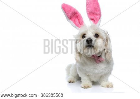little bichon dog wearing pink bunny ears and bowtie, sitting and looking at the camera with an inoffensive look on white background
