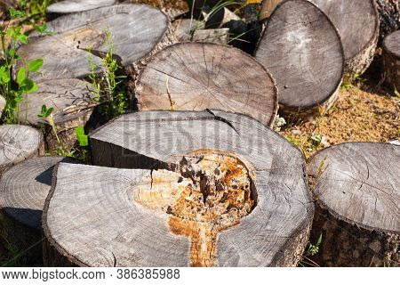 Round Slices Of A Tree Trunk For Beautiful Natural Walkway Construction