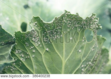 Whitefly Aleyrodes Proletella Agricultural Pest On Cabbage Leaf.