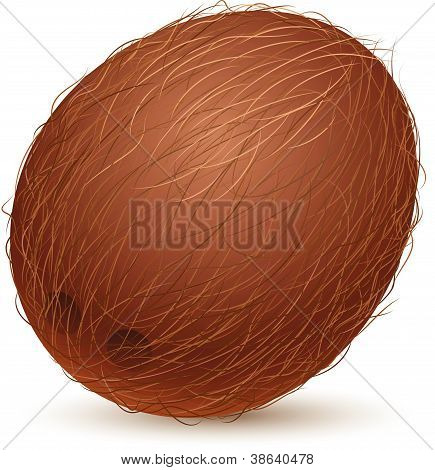 Cocco realistico