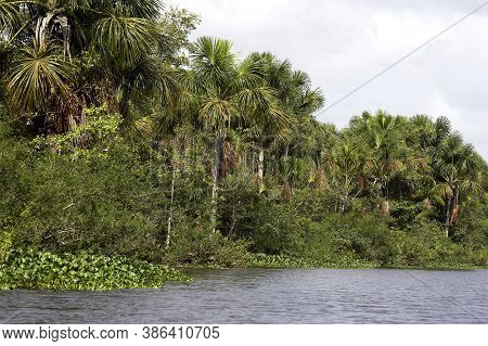 Orinoco Delta In Venezuela Orinoco Delta In Venezuela