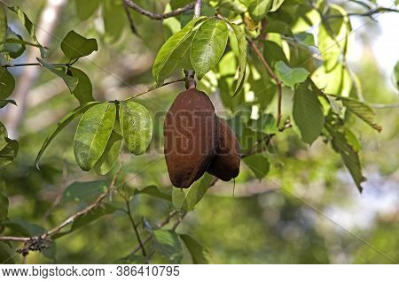 Tree Called Water Cocoa, Orinoco Delta In Venezuela