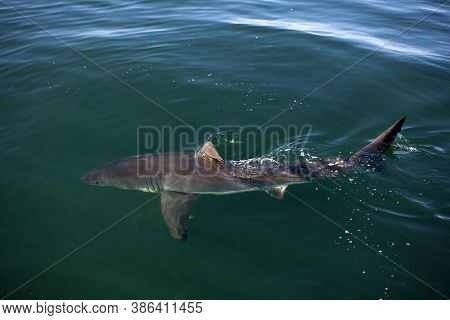 Great White Shark Carcharodon Carcharias, False Bay In South Africa