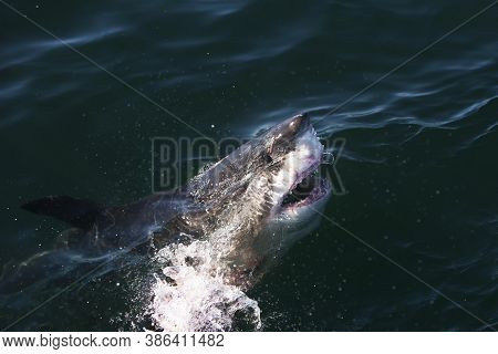 Great White Shark Carcharodon Carcharias, Adult At Surface With Open Mouth, False Bay In South Afric