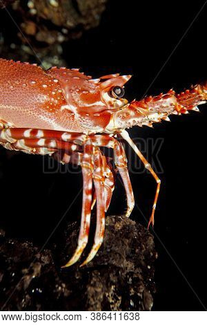 Natal Spiny Lobster Palinurus Delagoae, South Africa
