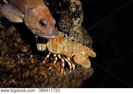 Shoveller Crayfish Scyllarides Elizabethae In South Africa