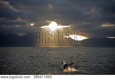 Great White Shark Carcharodon Carcharias, Adult Breaching, False Bay In South Africa