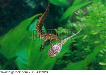 Great Diving Beetle, Dytiscus Marginalis, Larvae Eating A Frog Of Tadpole, Normandy