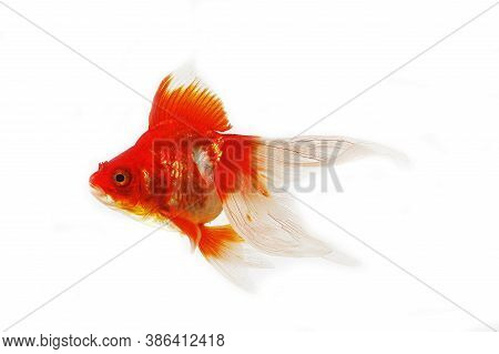 Ryukin Goldfish, Carassius Auratus, Adult Against White Background