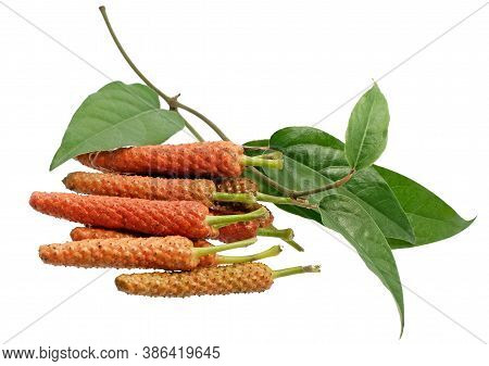 Long Pepper Isolated Cut Out On White Background