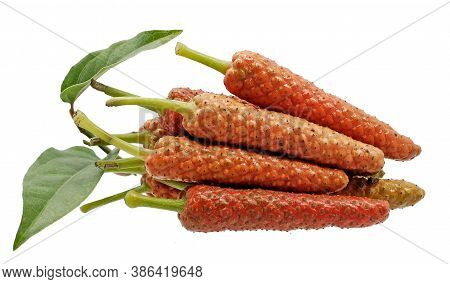 Long Pepper Isolated Cut Out On White Background