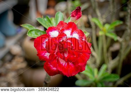 Closeup Of The Single Desert Rose. Adenium Obesum Or Impala Lily Or Mock Azalea Or Desert Rose Or Sa