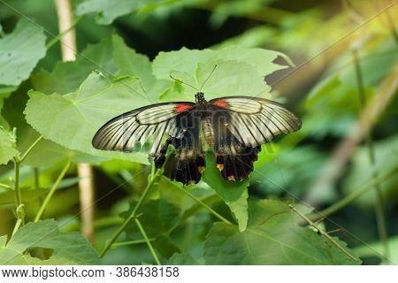Great Yellow Mormon Butterfly On Leaf.papilio Memnon, The Great Mormon, Is A Large Butterfly Native 