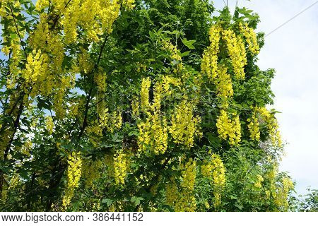 Lots Of Yellow Flowers Of Laburnum Anagyroides In Mid May