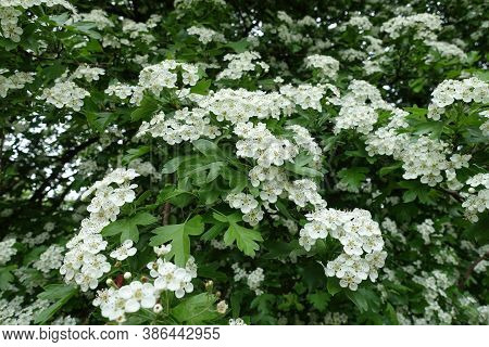 Numerous White Flowers In The Leafage Of Crataegus Monogyna In May