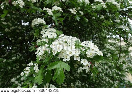 White Flowers Of Crataegus Monogyna In May
